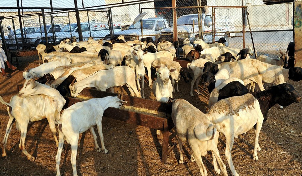 Lamb meat